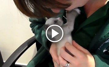 Cute Kitten Gives Kiss to His New Owner After Getting Rescued