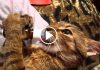 Kitten Drinks Milk From A Bottle, But Listen To The Sound He Makes…