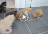 Fluffy Persian Kittens Playing With A "Bug"