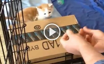 Tiny Kitten Takes Leap Of Faith Into Human’s Hands