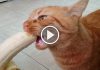 Mao, The Cat Discovering He Loves Bananas