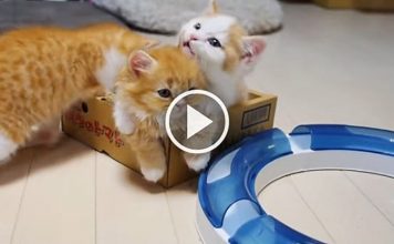 Momma Cat Adorably Hugging Her Precious Kittens