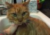 20-Year-Old Cat Is So Happy To Have A New Home That He Can’t Stop Purring