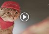 Pizza Hut In Japan Is Bringing Back Its Store Run by Cats