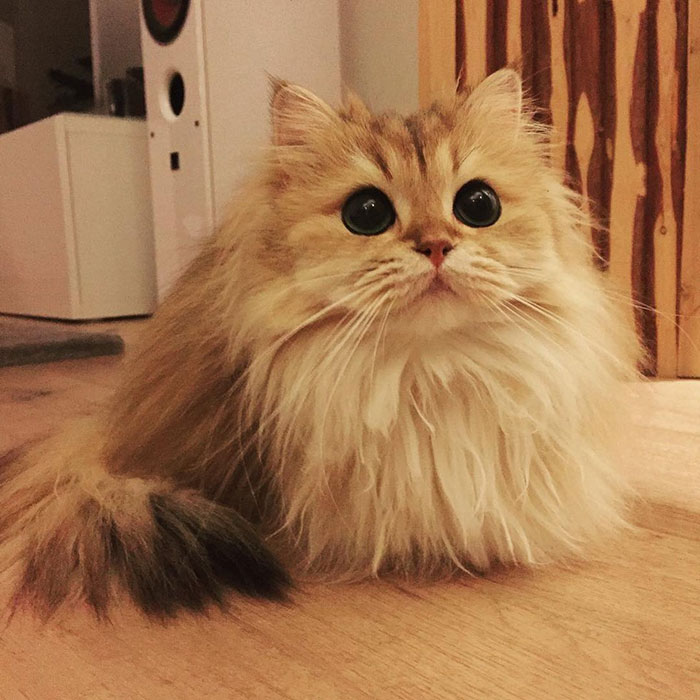 Smoothie-Most-Photogenic-Cat-8