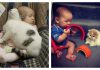 19+ Cats Who Are The Most Amazing Babysitters