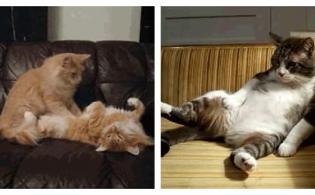 11 Things Your Cat Would Ask If They Could Talk