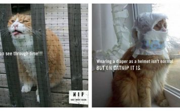 Why You Should Talk To Your Cats About Cat Nip…Hysterical!