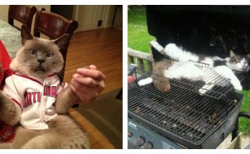 17 Cats Who Have No Idea What This Crazy World Is All About