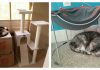 24 Cats That Are Totally Refusing Those Fancy Gifts You Bought Them