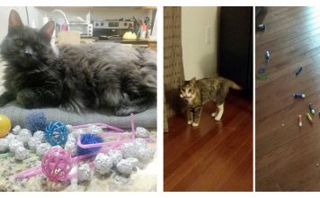 24 Cats Who Have A Hysterical Hoarding Problem….