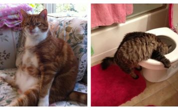 What Pregnancy Really Feels Like, As Told By Cats….Hysterical