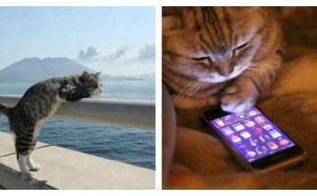 21 Cats Who Know The Struggle Of Being Single Very Well