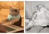 19 Cats That Were You In College…Nailed It!