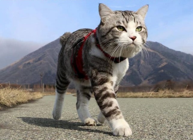 Cat-Walks-Like-Boss-3