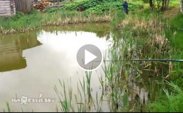 Ninja Cat Steals A Fisherman's Catch And It's Hilarious