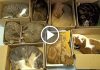 How To Catch A Group Of Cats in Just 10 Seconds!