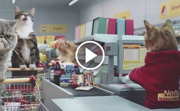 This Commercial With Cats In A Grocery Store is Hilarious!