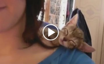 Cats Sleeping In Weird Places