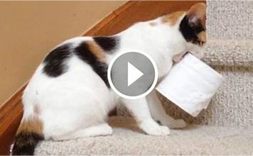 Cats Who Love To Steal Things