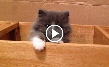 Fluffy Little Kitten Performs Super Cute Escape Routine