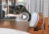 Cat Shows Off His Drum-Playing Skills
