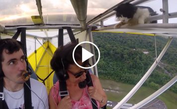 Priceless Moment When The Pilot Realizes A Hitchhiker Cat On The Plane's Wing!