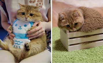 Meet Hosico, Real-Life Puss In Boots