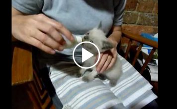 Kitten Meows For Food With The Strangest Meow You Will Ever Hear