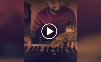 Amazing Kitty Reaction To His Human Playing His Favorite Song