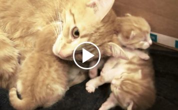 Mama Cat “Talking” To Her Babies