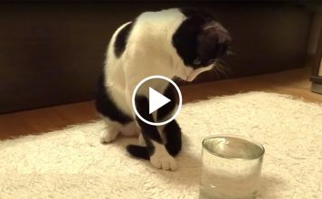 Cat Has Her Mind Blown By Sparkling Water
