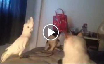 Copy-Cat Parrot Wants To Be A Kitten