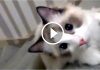 Ragdoll Cat Loves Tumbling Down the Stairs