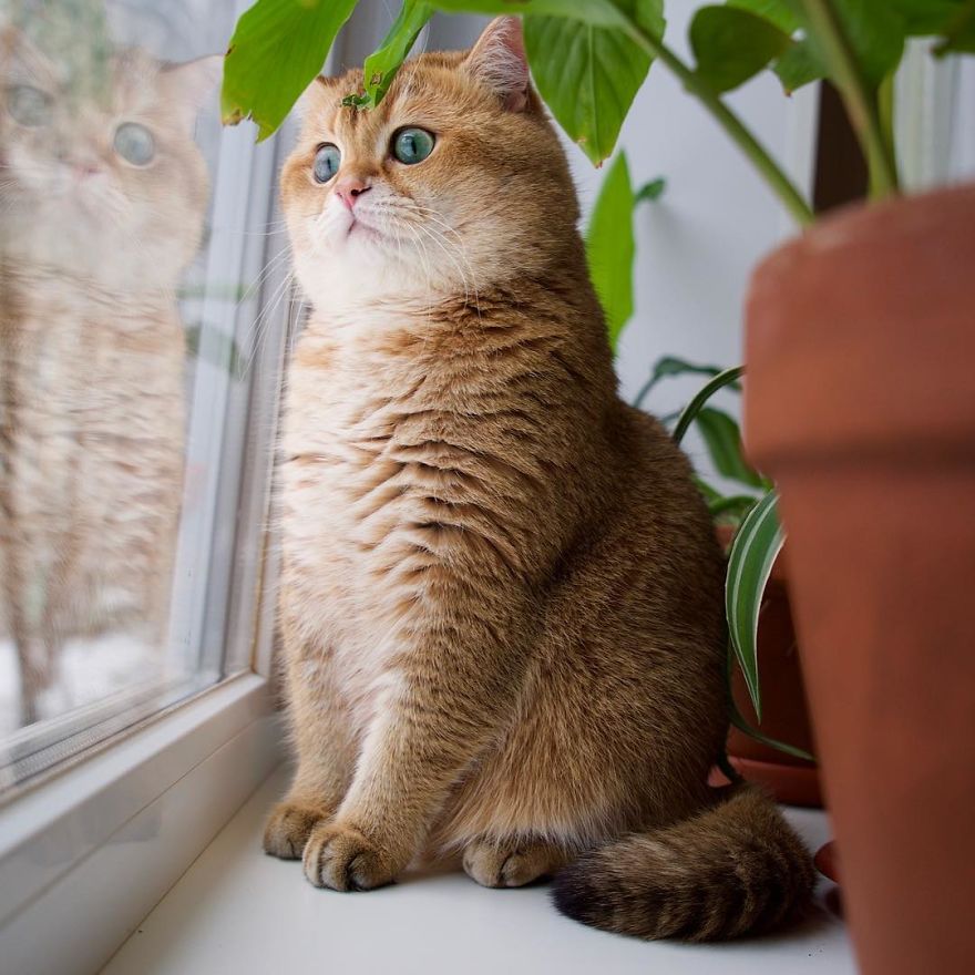 Hosico-Puss-In-Boots-12