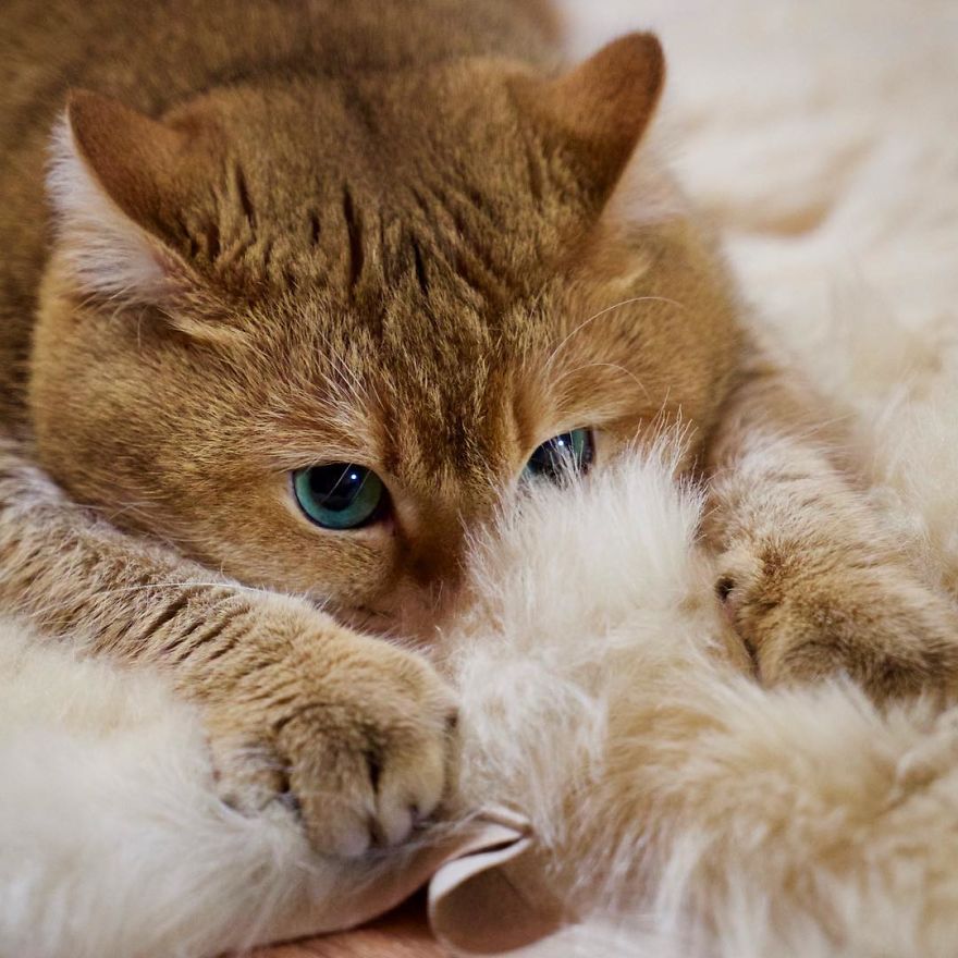 Hosico-Puss-In-Boots-14