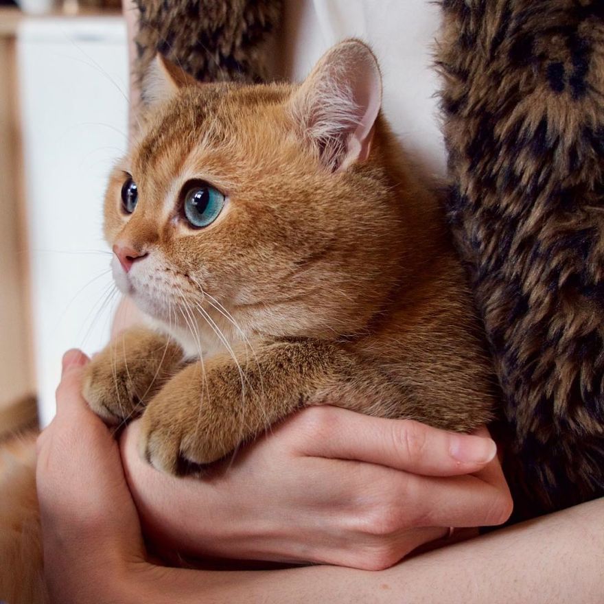 Hosico-Puss-In-Boots-6