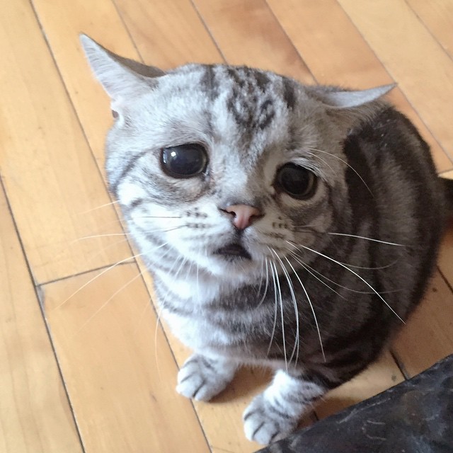 Worlds-Saddest-Cat-10