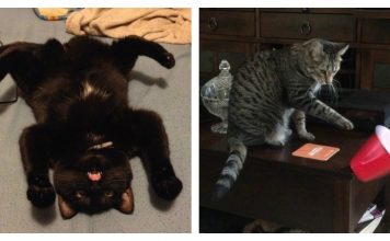 21 Annoying Things Cats Take Pride In