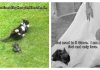 Funny Photos of Cats Acting Like Arses