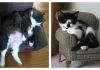 15 Cats Proving They Have An Obsession With Tiny Chairs