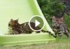 Bengal Kittens Having A Blast On A Kids Slide