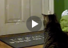 Cat Waits Every Day At 12:00…To Collect The Mail