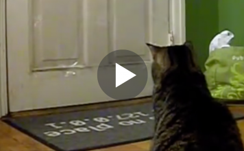 Cat Waits Every Day At 12:00…To Collect The Mail