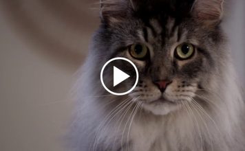 Hilarious Litter Box Ad That Will Have You Laughing Out Loud