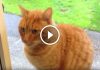 Watch What Bruno Does When He Wants To Get Into The House, You Won't Believe it!