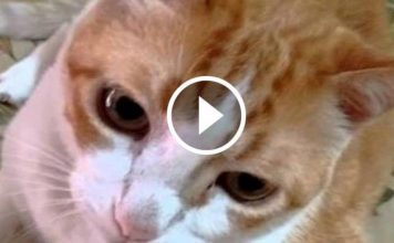 Cat Sings Along to “If You’re Happy and You Know It”