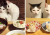 Japanese Couple Captures Every Time Their Cats Watch Them Eat