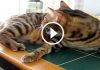 Bengal Cat Chattering at the Birds