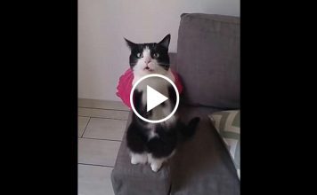 Watch This Cat's Reaction When He Wants To Go Outside…It's The Cutest Thing Ever